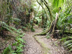 [3] Wainui Falls Track