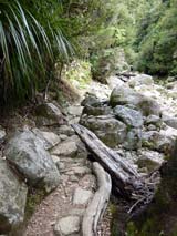 [7] Wainui Falls Track